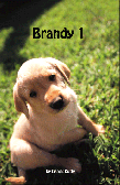 Brandy,  a puppy from a broken home